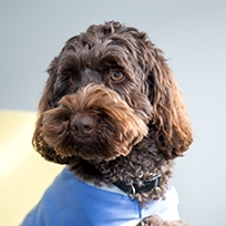Poppy the brown poodle therapy dog