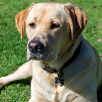 Vjay the golden Labrador therapy dog
